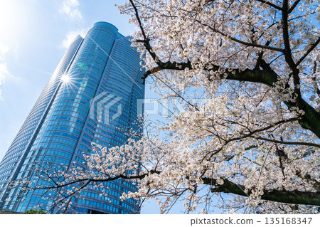 [Tokyo] Cherry blossoms in full bloom and Roppongi Hills 135168347
