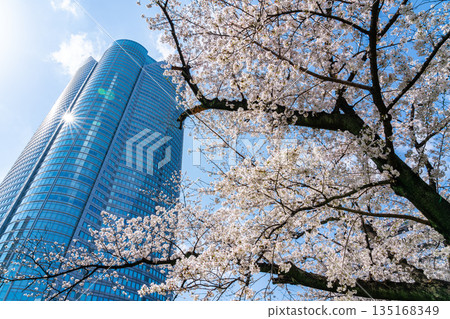[Tokyo] Cherry blossoms in full bloom and Roppongi Hills 135168349