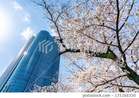 [Tokyo] Cherry blossoms in full bloom and Roppongi Hills 135168350