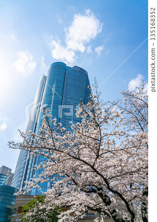 [Tokyo] Cherry blossoms in full bloom and Roppongi Hills 135168352