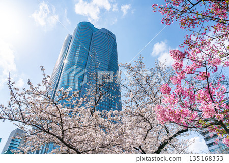 [Tokyo] Cherry blossoms in full bloom and Roppongi Hills 135168353