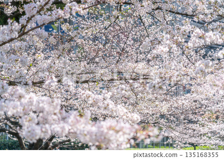 Cherry blossoms in full bloom, shining in the sunlight Cherry blossoms in full bloom, shining in the sunlight 135168355