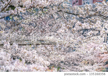 Cherry blossoms in full bloom, shining in the sunlight 135168356