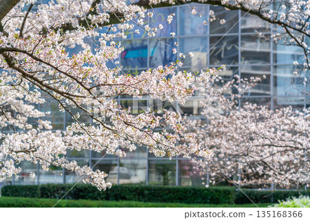 [Tokyo] Beautiful cherry blossoms in full bloom at Mouri Garden in Roppongi 135168366