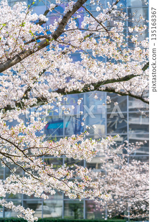 [Tokyo] Beautiful cherry blossoms in full bloom at Mouri Garden in Roppongi 135168367