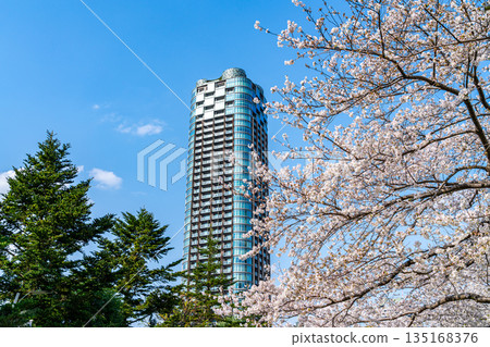 [Tokyo] Cherry blossoms in full bloom and tower apartment buildings 135168376