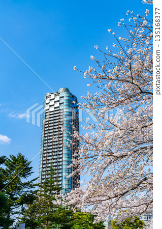 [Tokyo] Cherry blossoms in full bloom and tower apartment buildings 135168377