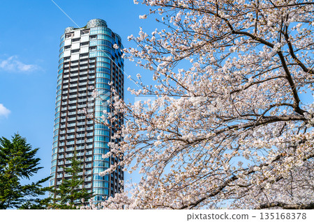 [Tokyo] Cherry blossoms in full bloom and tower apartment buildings 135168378