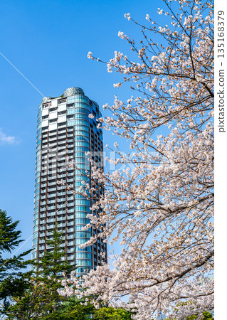 [Tokyo] Cherry blossoms in full bloom and tower apartment buildings 135168379
