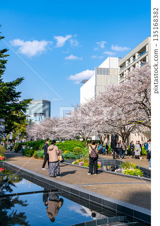 [Tokyo] Beautiful cherry blossoms in full bloom at Tokyo Midtown 135168382