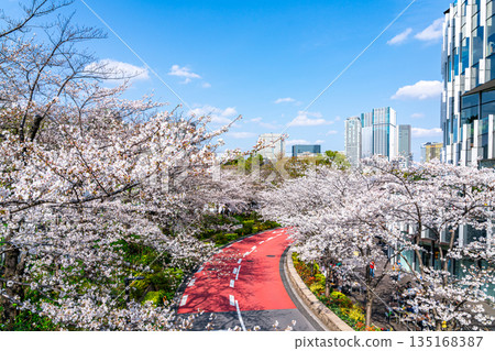 [Tokyo] Beautiful cherry blossoms in full bloom at Tokyo Midtown 135168387