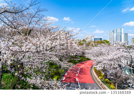 [Tokyo] Beautiful cherry blossoms in full bloom at Tokyo Midtown 135168389