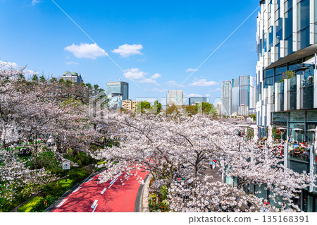 [Tokyo] Beautiful cherry blossoms in full bloom at Tokyo Midtown 135168391