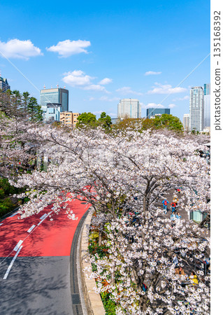 【東京】東京中城櫻花盛開，美不勝收 135168392
