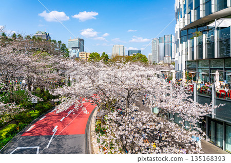 [Tokyo] Beautiful cherry blossoms in full bloom at Tokyo Midtown 135168393