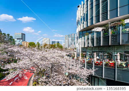 [Tokyo] Beautiful cherry blossoms in full bloom at Tokyo Midtown 135168395