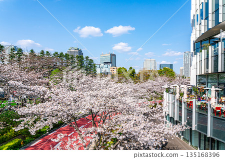 [Tokyo] Beautiful cherry blossoms in full bloom at Tokyo Midtown 135168396