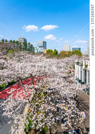 【東京】東京中城櫻花盛開，美不勝收 135168397