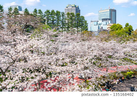 [Tokyo] Beautiful cherry blossoms in full bloom at Tokyo Midtown 135168402