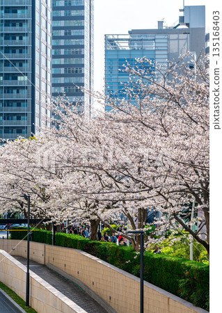 【東京】東京中城櫻花盛開，美不勝收 135168403