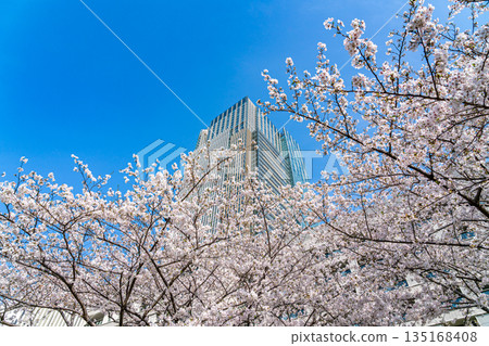 [Tokyo] Beautiful cherry blossoms in full bloom at Tokyo Midtown 135168408