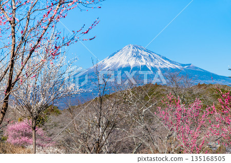 Plum blossoms and Mount Fuji at Iwamotoyama Park, Shizuoka 135168505