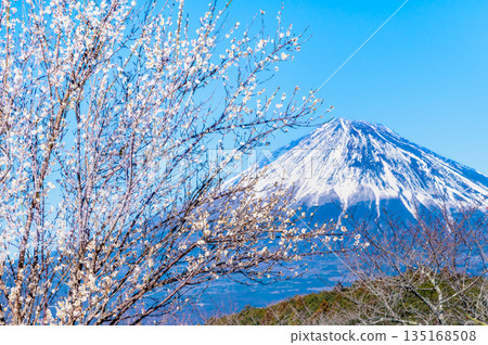 Plum blossoms and Mount Fuji at Iwamotoyama Park, Shizuoka Plum blossoms and Mount Fuji at Iwamotoyama Park, Shizuoka 135168508