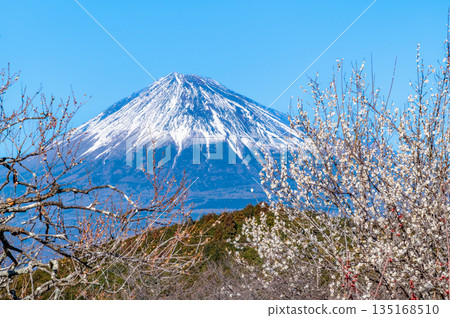 Plum blossoms and Mount Fuji at Iwamotoyama Park, Shizuoka Plum blossoms and Mount Fuji at Iwamotoyama Park, Shizuoka 135168510