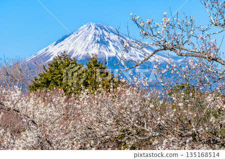 靜岡縣岩本山公園的梅花和富士山 靜岡縣岩本山公園的梅花和富士山 135168514