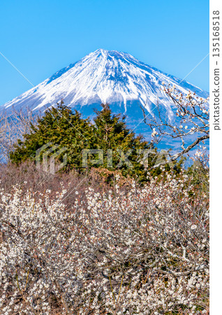 靜岡縣岩本山公園的梅花和富士山 135168518