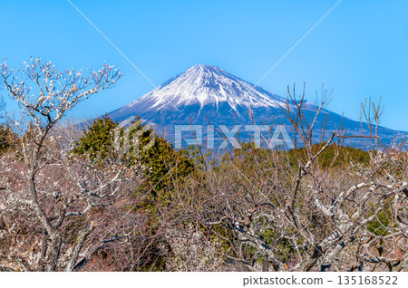 靜岡縣岩本山公園的梅花和富士山 靜岡縣岩本山公園的梅花和富士山 135168522
