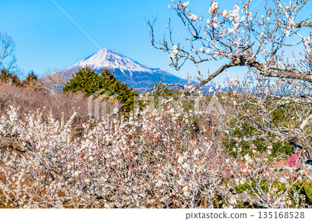 靜岡縣岩本山公園的梅花和富士山 靜岡縣岩本山公園的梅花和富士山 135168528
