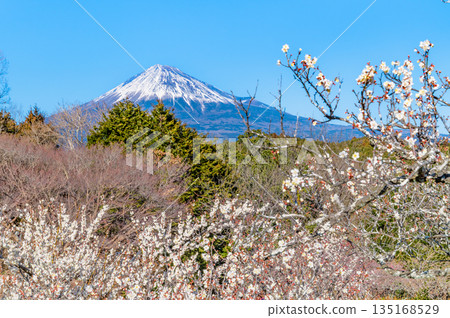 靜岡縣岩本山公園的梅花和富士山 135168529