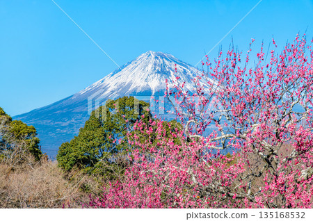 靜岡縣岩本山公園的梅花和富士山 靜岡縣岩本山公園的梅花和富士山 135168532