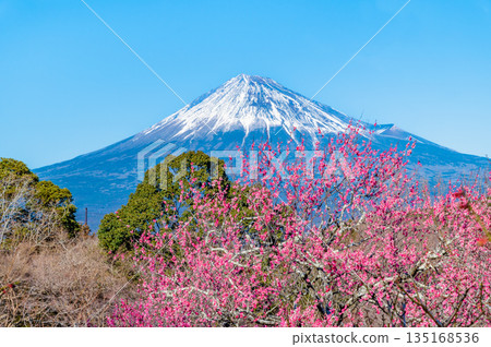 靜岡縣岩本山公園的梅花和富士山 靜岡縣岩本山公園的梅花和富士山 135168536