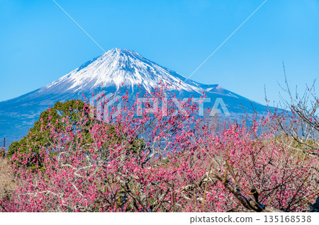靜岡縣岩本山公園的梅花和富士山 135168538
