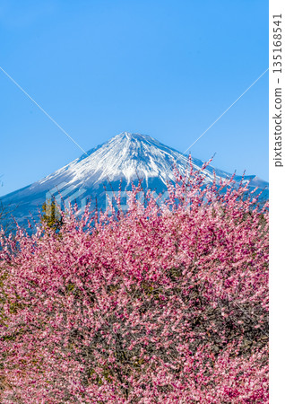 靜岡縣岩本山公園的梅花和富士山 靜岡縣岩本山公園的梅花和富士山 135168541