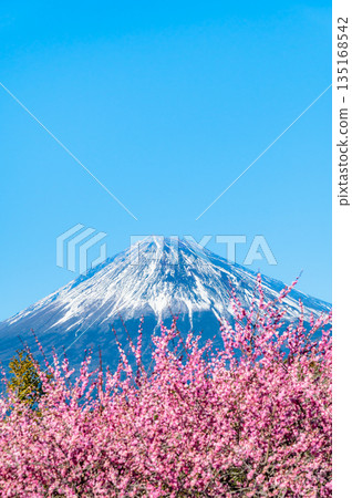 Plum blossoms and Mount Fuji at Iwamotoyama Park, Shizuoka 135168542