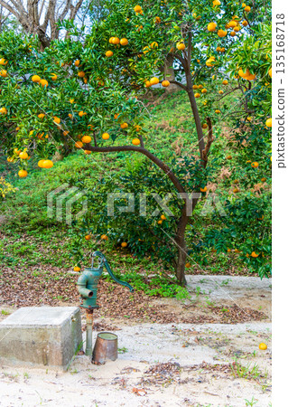 A landscape with a hand pump for a well and a yuzu tree A landscape with a hand pump for a well and a yuzu tree 135168718