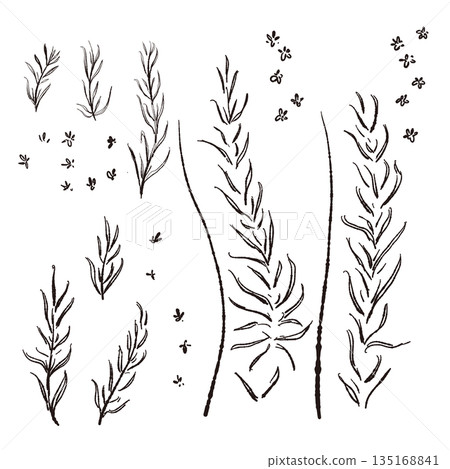 Hand-drawn monochrome illustrations of rosemary (frames, wreaths, patterns, etc.) Hand-drawn monochrome illustrations of rosemary (frames, wreaths, patterns, etc.) 135168841