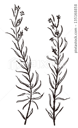 Hand-drawn monochrome illustrations of rosemary (frames, wreaths, patterns, etc.) Hand-drawn monochrome illustrations of rosemary (frames, wreaths, patterns, etc.) 135168858