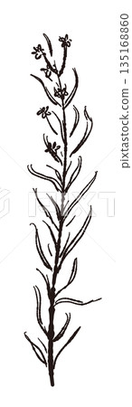 手繪單色迷迭香插圖（邊框、花圈、圖案等） 135168860