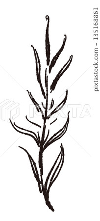 手繪單色迷迭香插圖（邊框、花圈、圖案等） 135168861