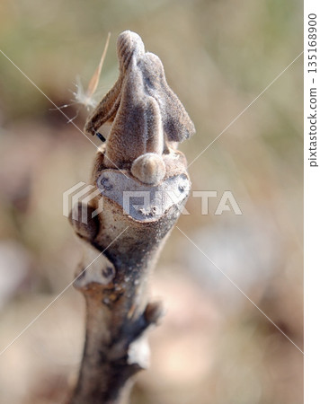 羊臉核桃葉疤痕 135168900