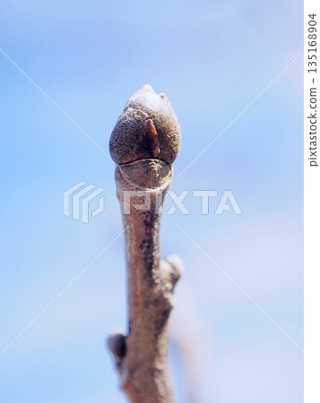 New shoots of the Japanese laurel tree and face-like leaf scars 135168904