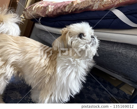 Dog looking at something Dog looking at something 135169012