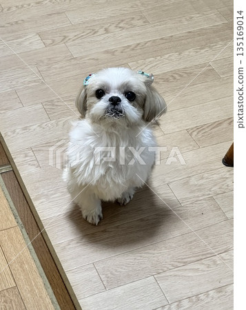 白狗抬頭 135169014