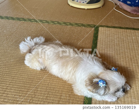 西施犬睡在日式房間裡 135169019