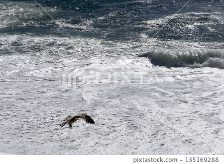 Bird seagull flying over sea. Wildlife animal with white feather wings in flight above ocean water, Bird seagull flying over sea. Wildlife animal with white feather wings in flight above ocean water, 135169288