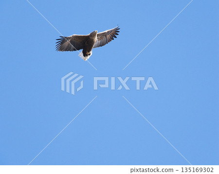 White-tailed eagle flying blue sky 135169302